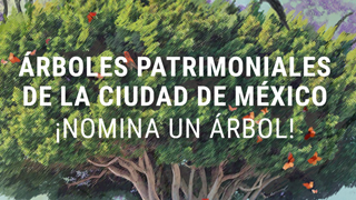 Árboles patrimoniales de la CDMX