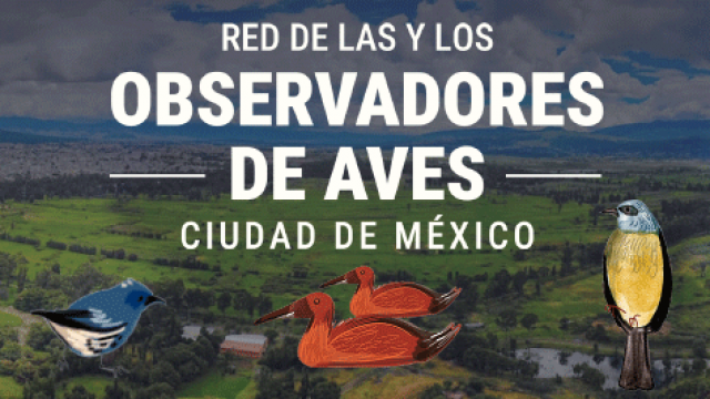 Un espacio diseñado para el avistamiento de aves